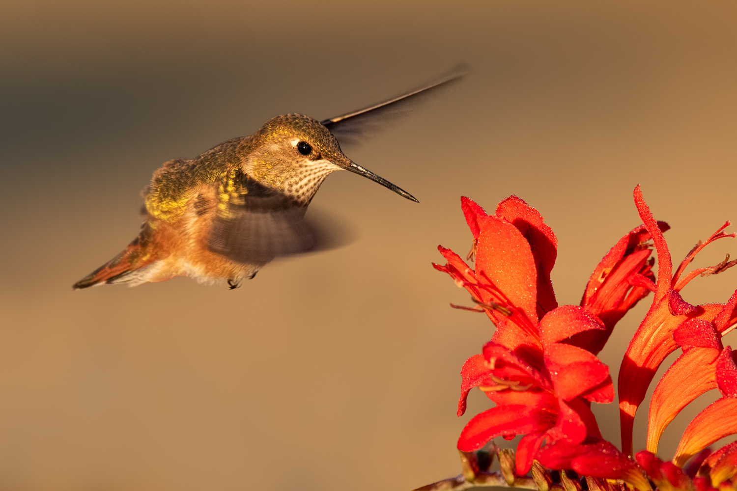 Rufous on Crocosmia