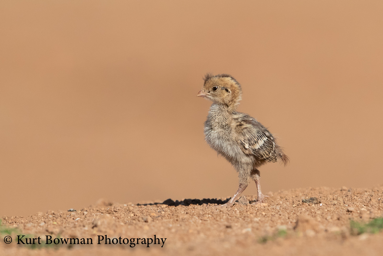 Gambel's Quail Chick