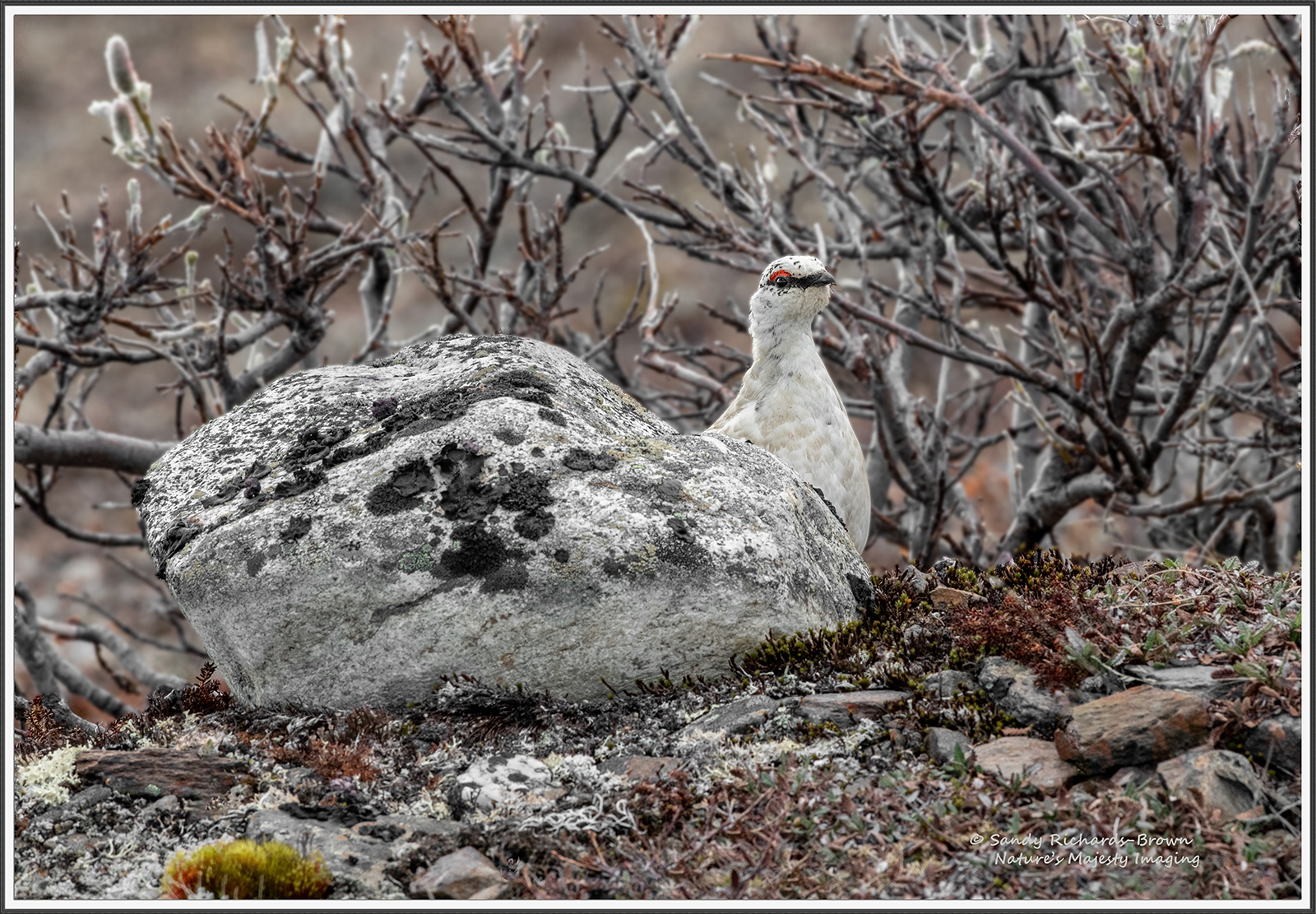 Perfect Camouflage