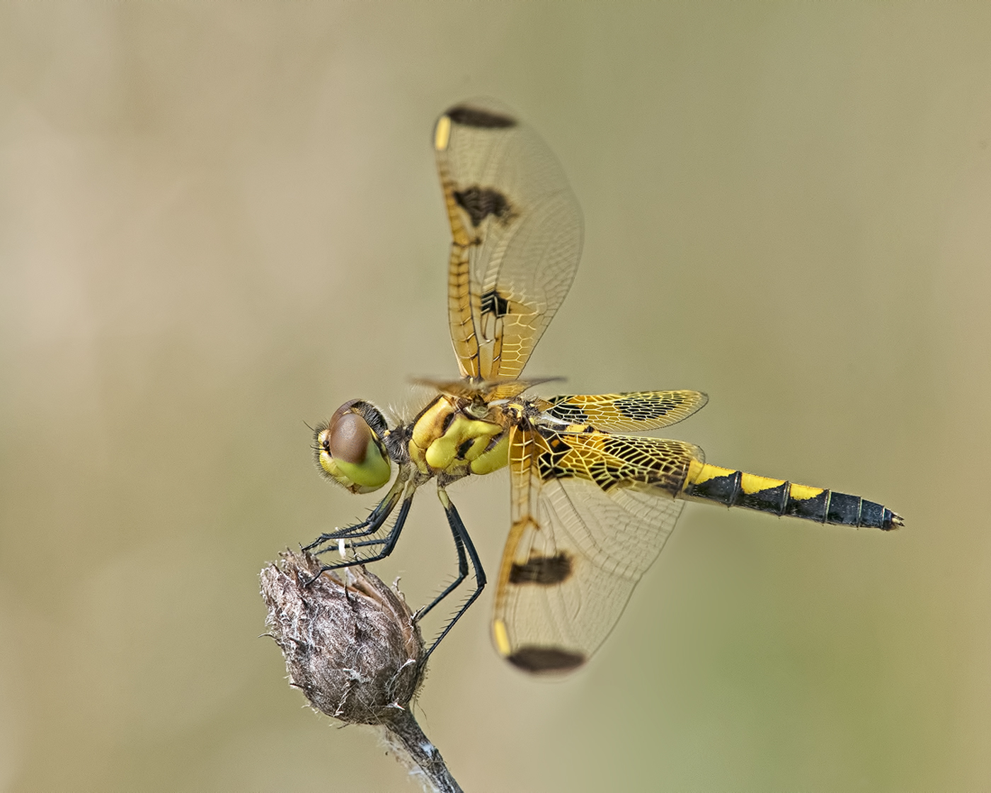 Calico Pennant 2