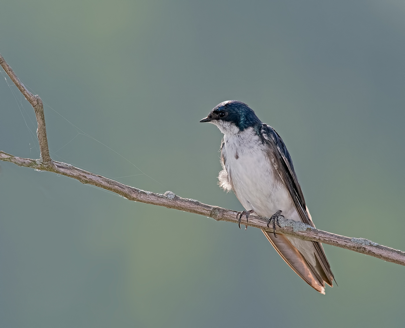 Back-Lit Tree Swallow