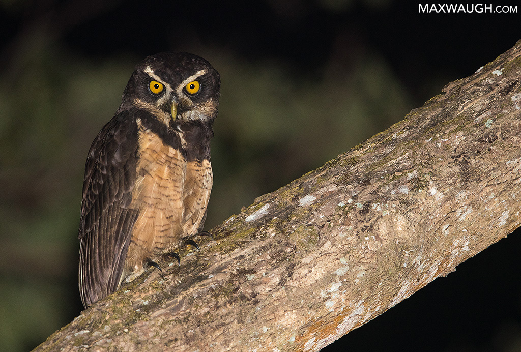 Spectacled Owl