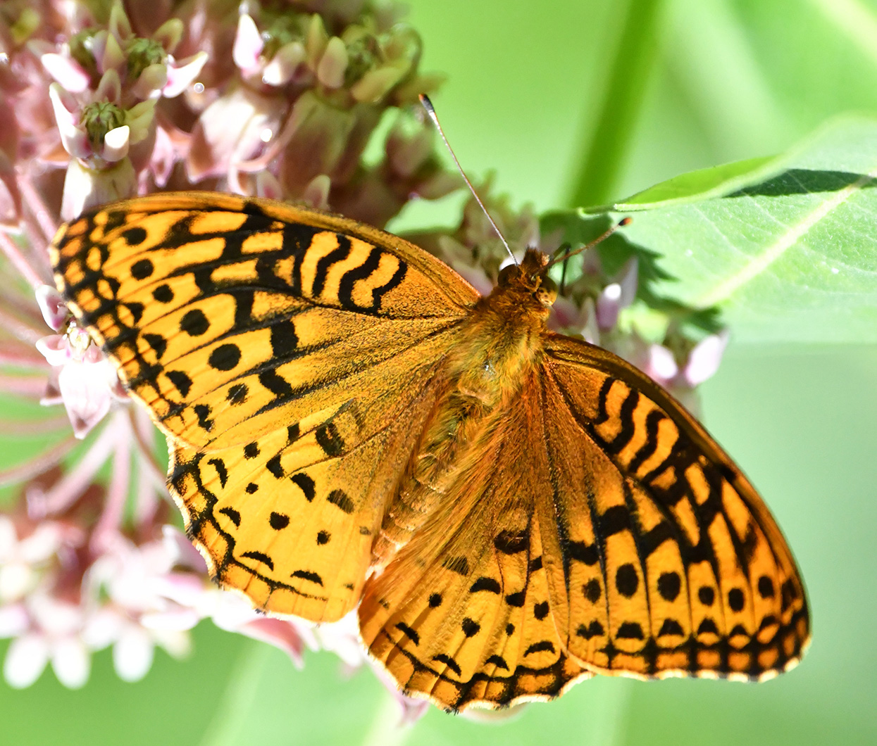 Great Spangled Fritillar