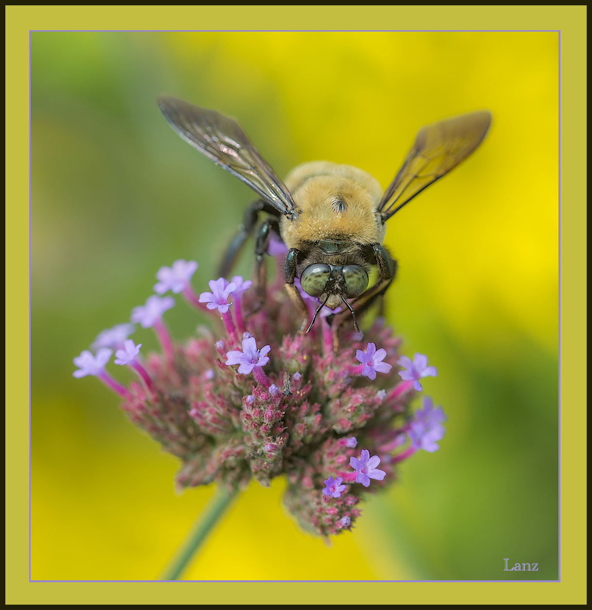 Bee on verbena