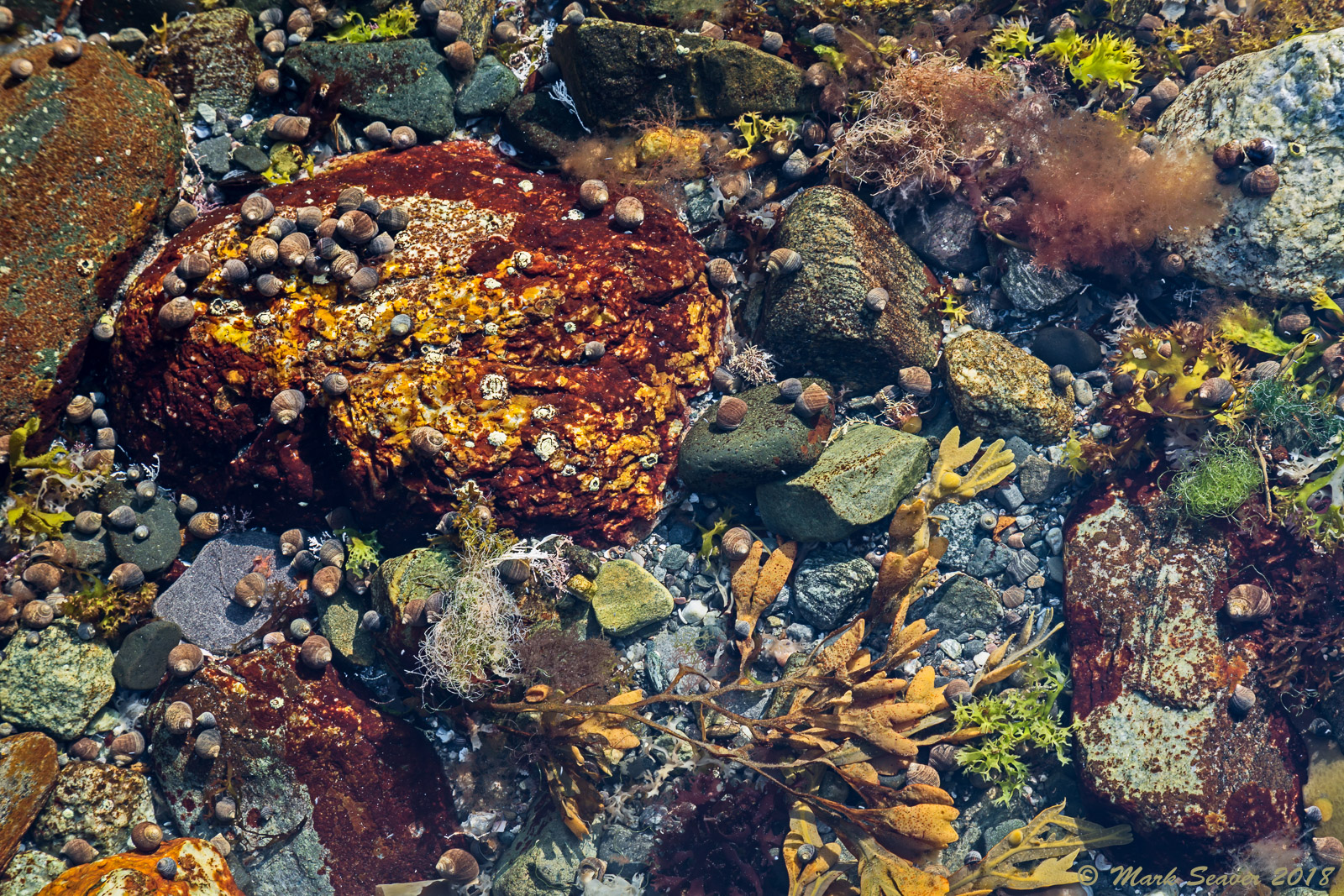 NH Tidal Pool #1