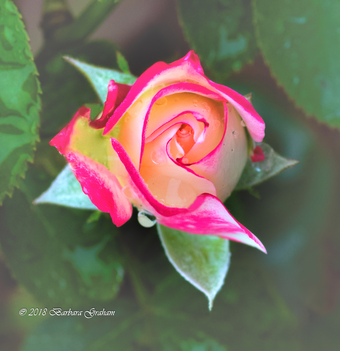 Rose