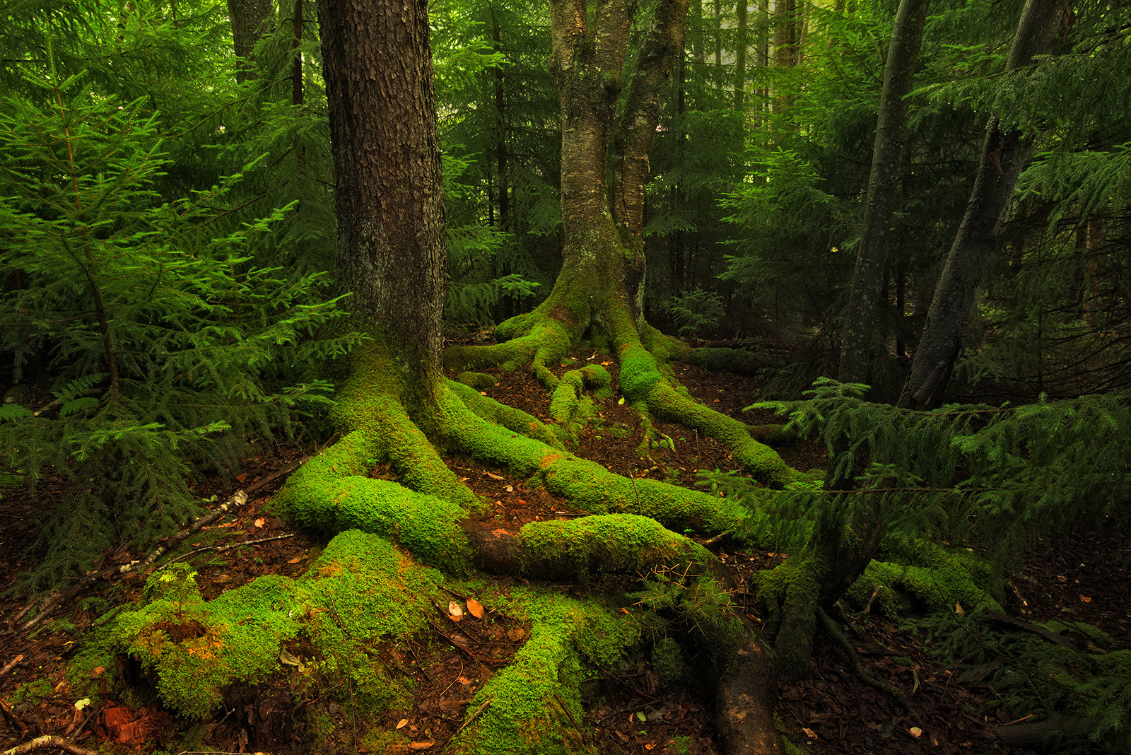 Fecund Forest + Repost