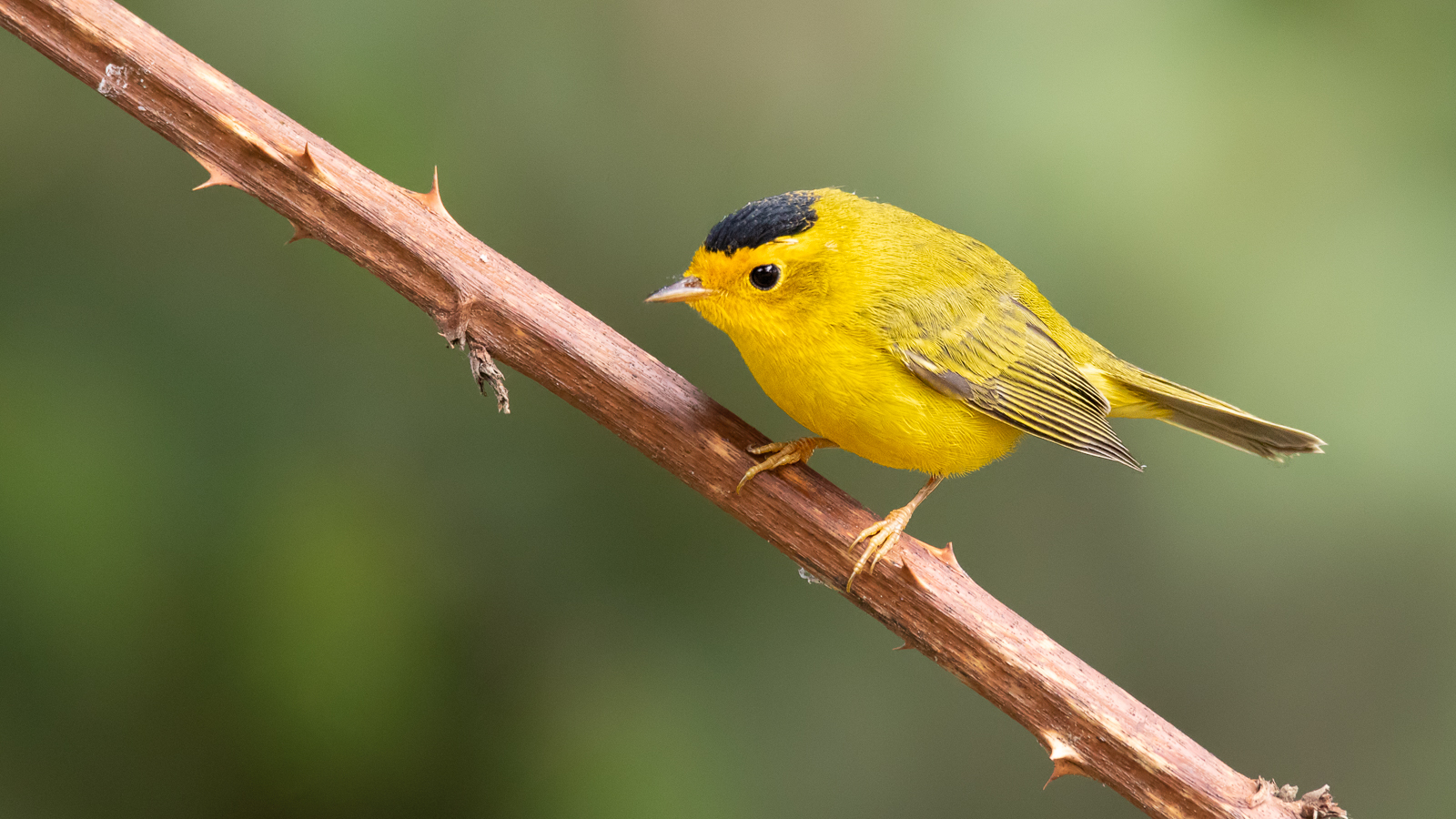 Wilson's Warbler