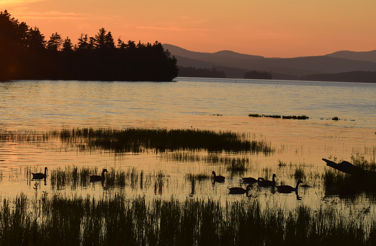 Canada geese Sunset R-1