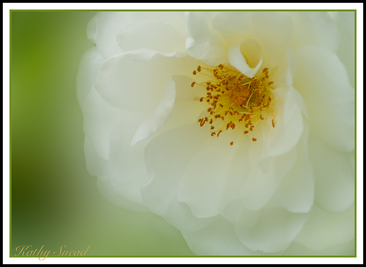 White Rose