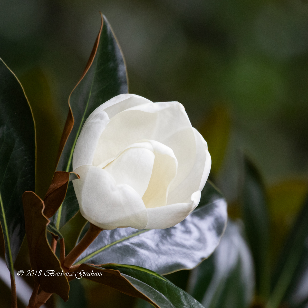 Magnolia Blossom