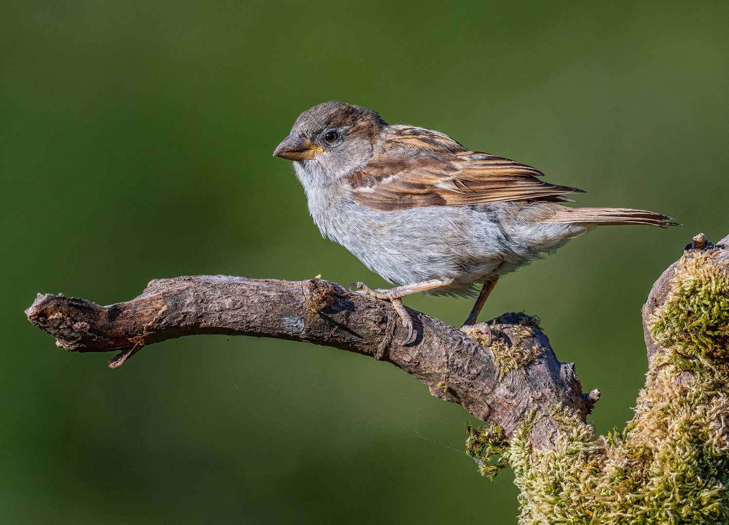 House Sparrow