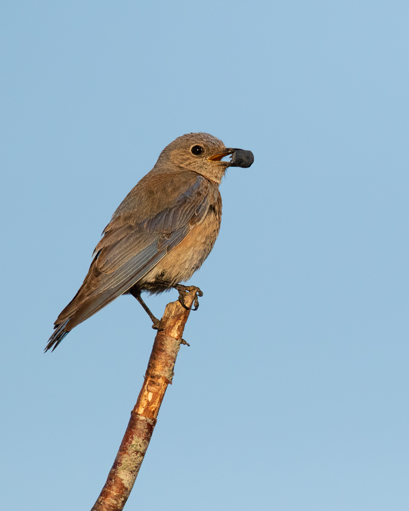 Western Bluebird (F)