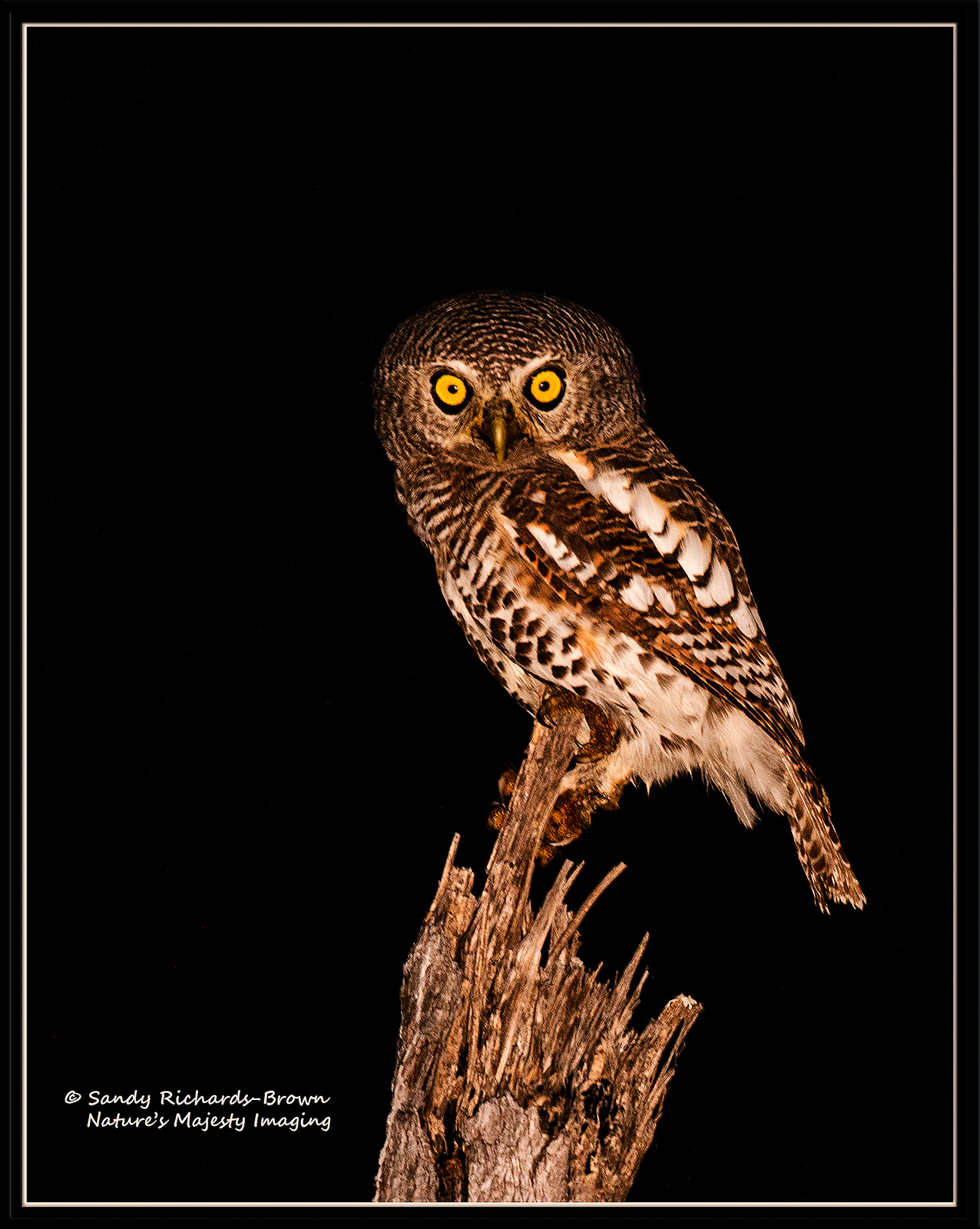 WC#848 - Glowing Eyes