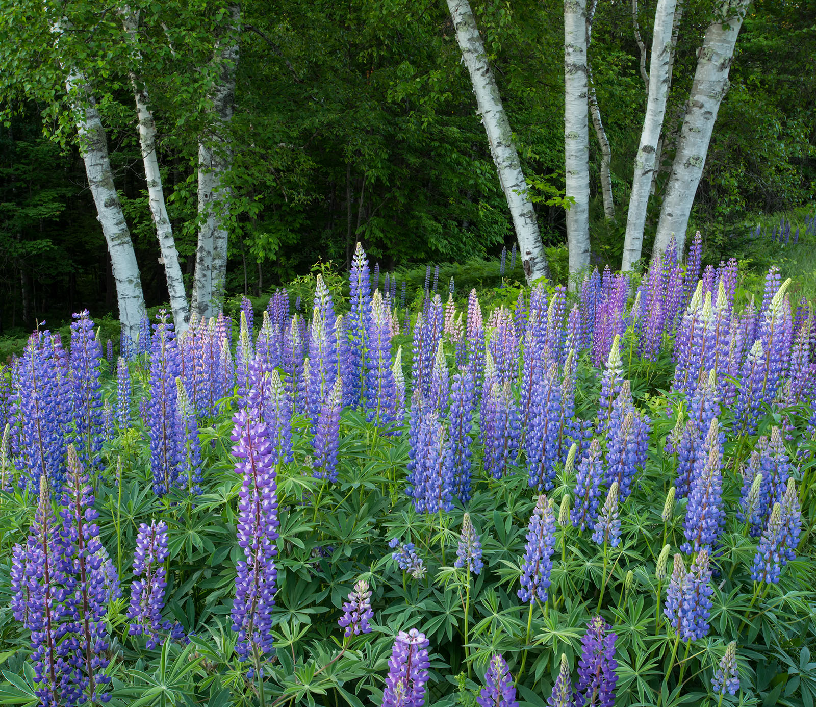 Sugar Hill Lupines + repost