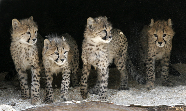 Cheetah cubs (Captive)