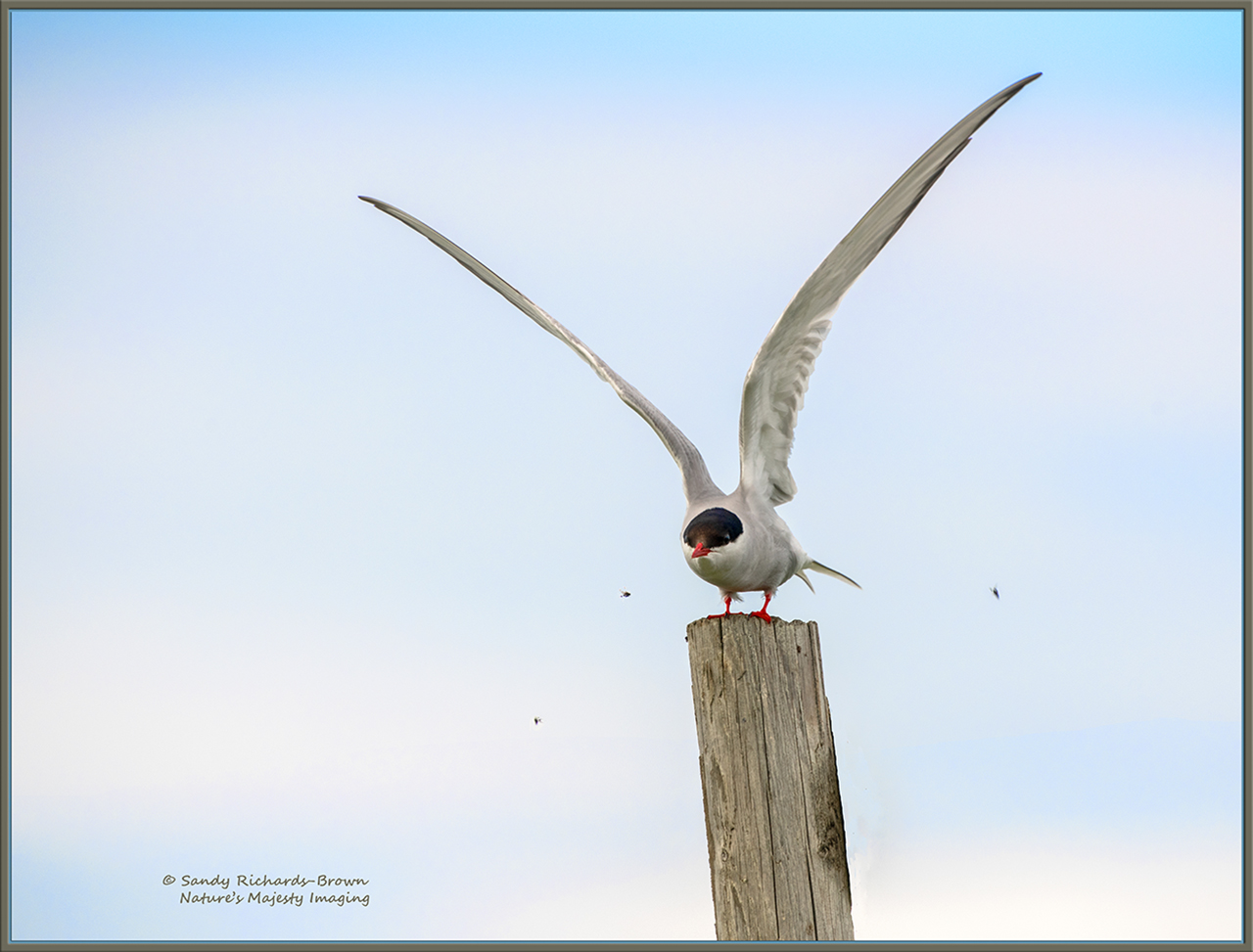 Arctic Tern