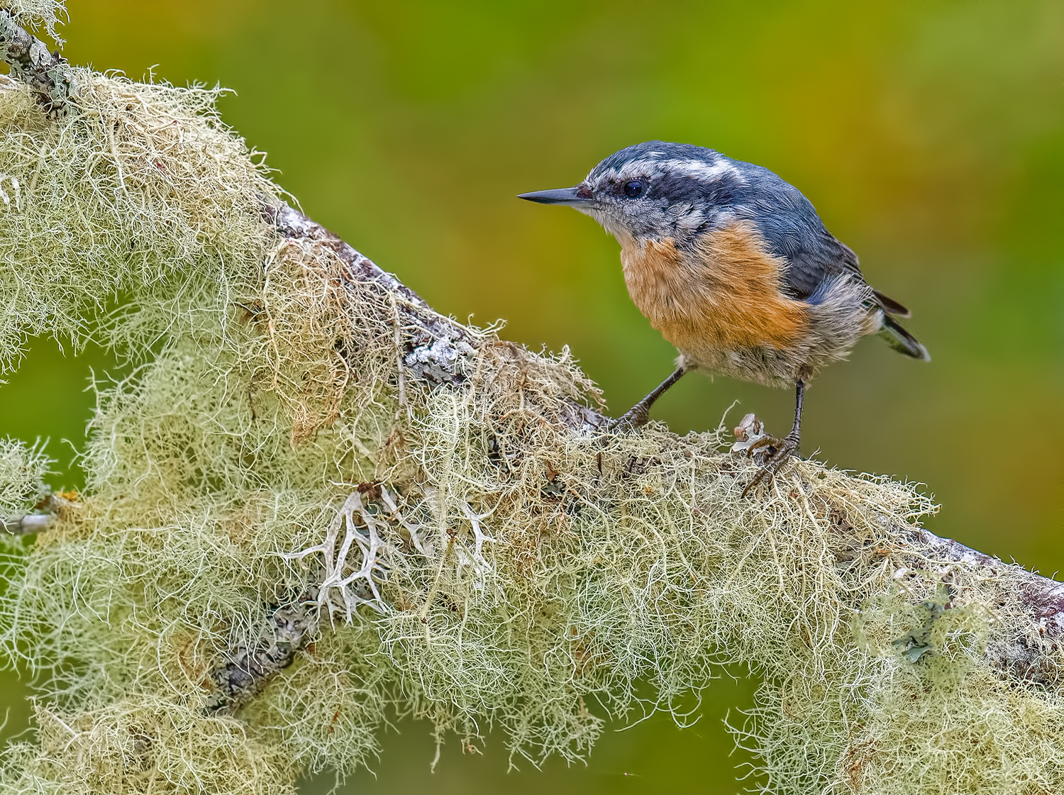 RB Nuthatch & Moss