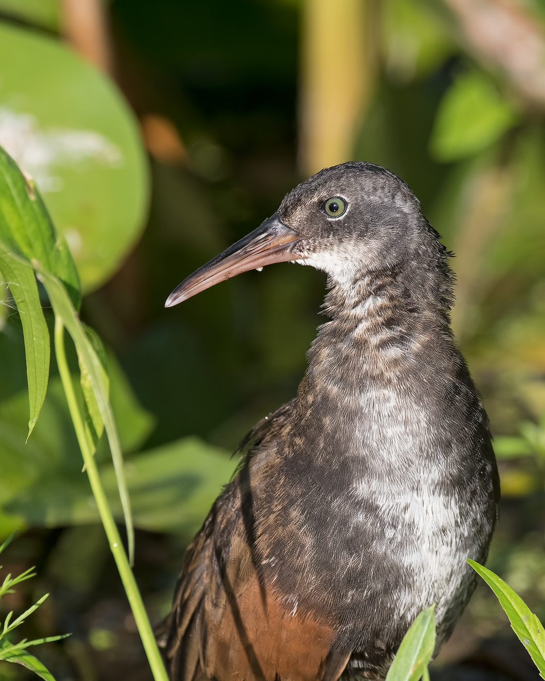 Virginia Rail MugShot