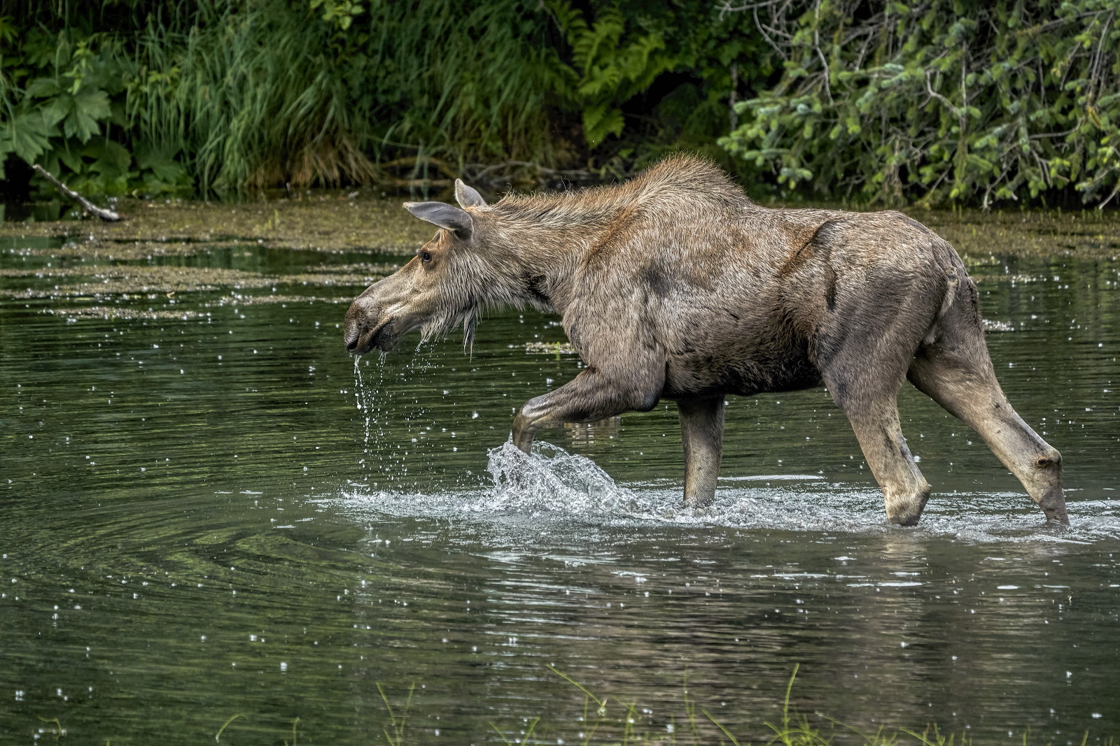 At Peace in the Pond #1