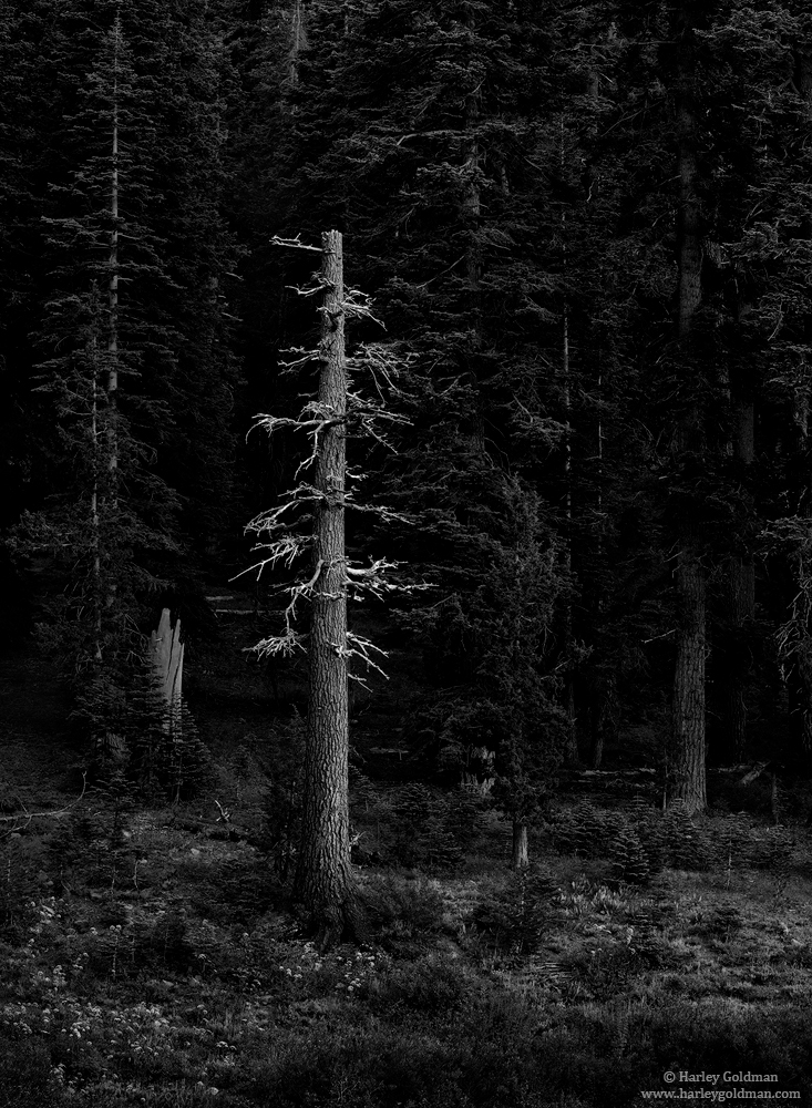 Dead Glory in Last Light