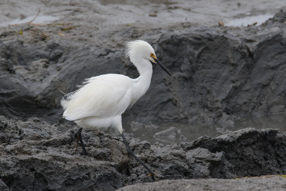 Hunting the lagoon