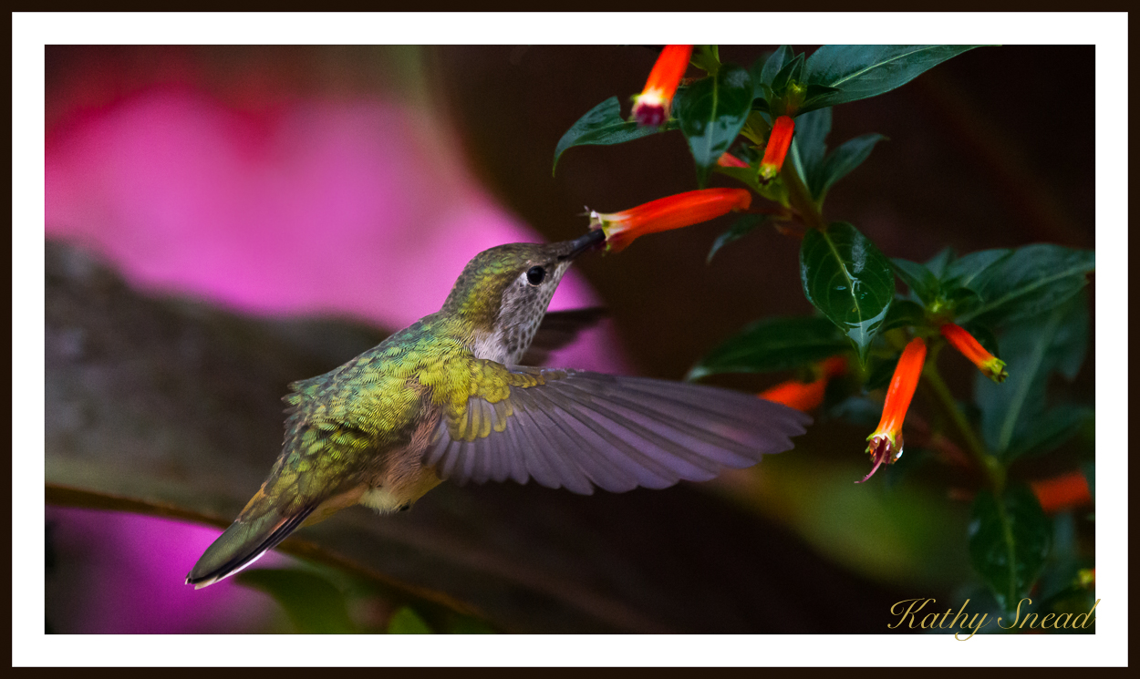 Hummingbird & repost