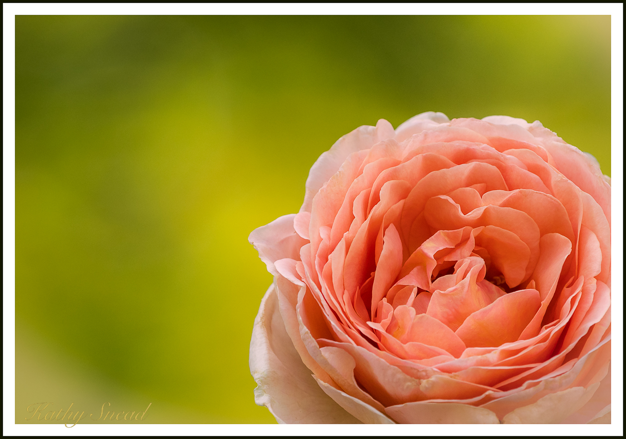 Peach Rose