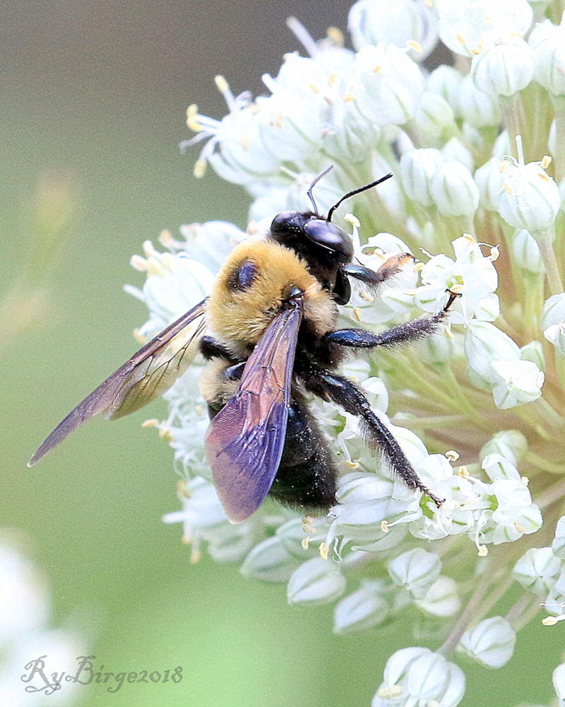 Gathering morning nectar