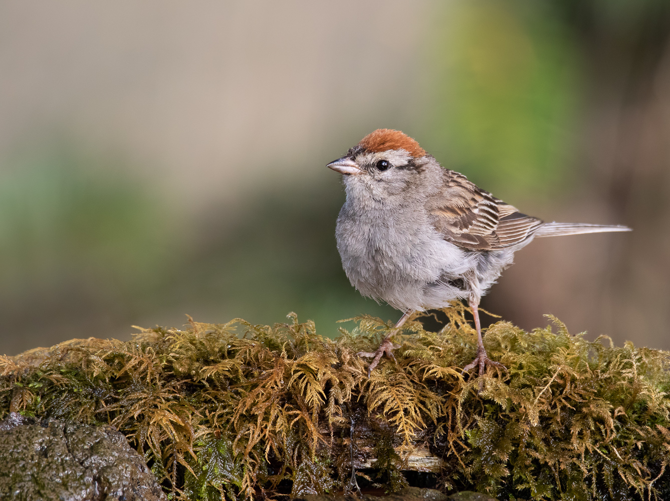 Chipping Sparrow