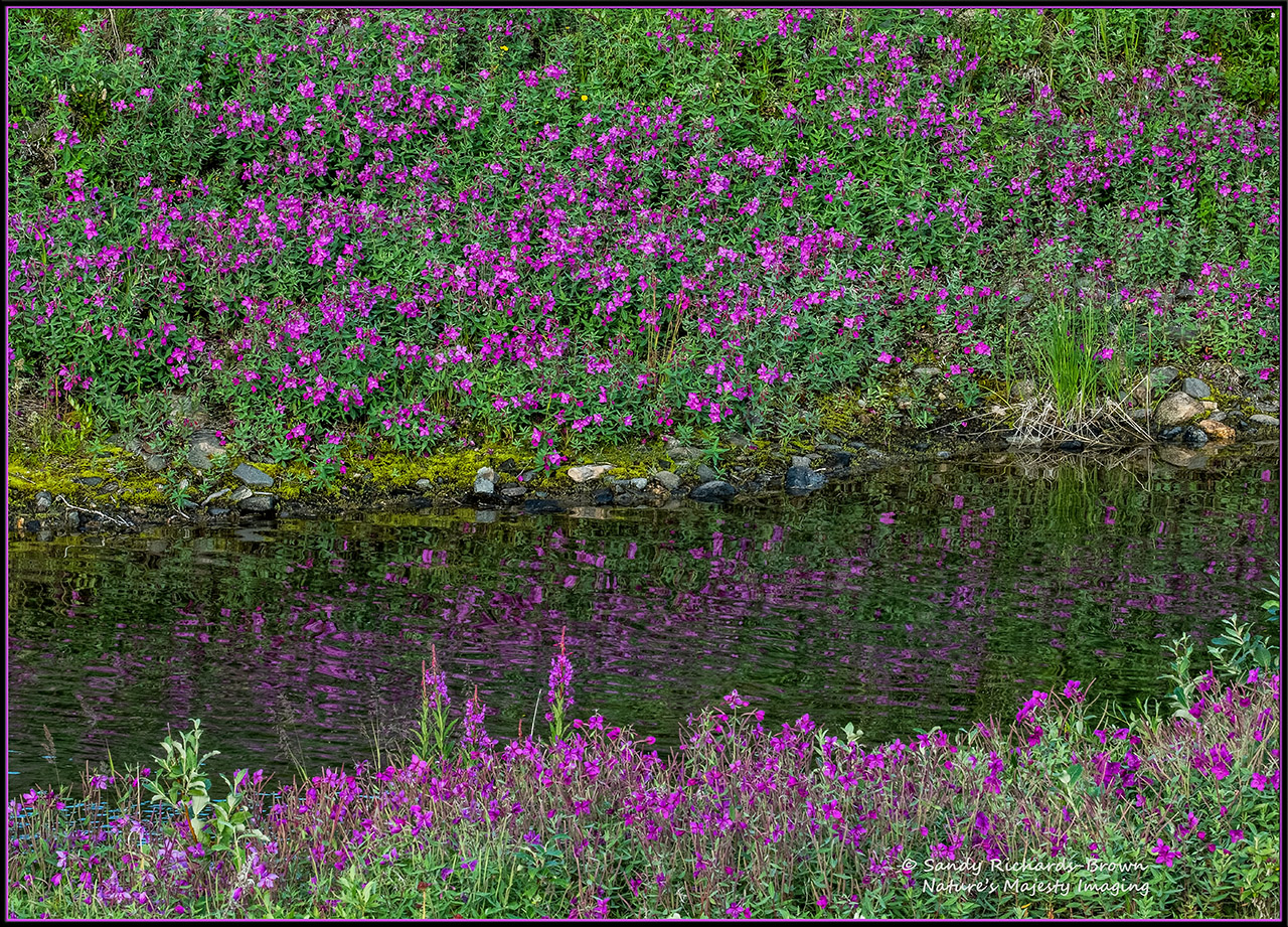 Alaska Wildflowers