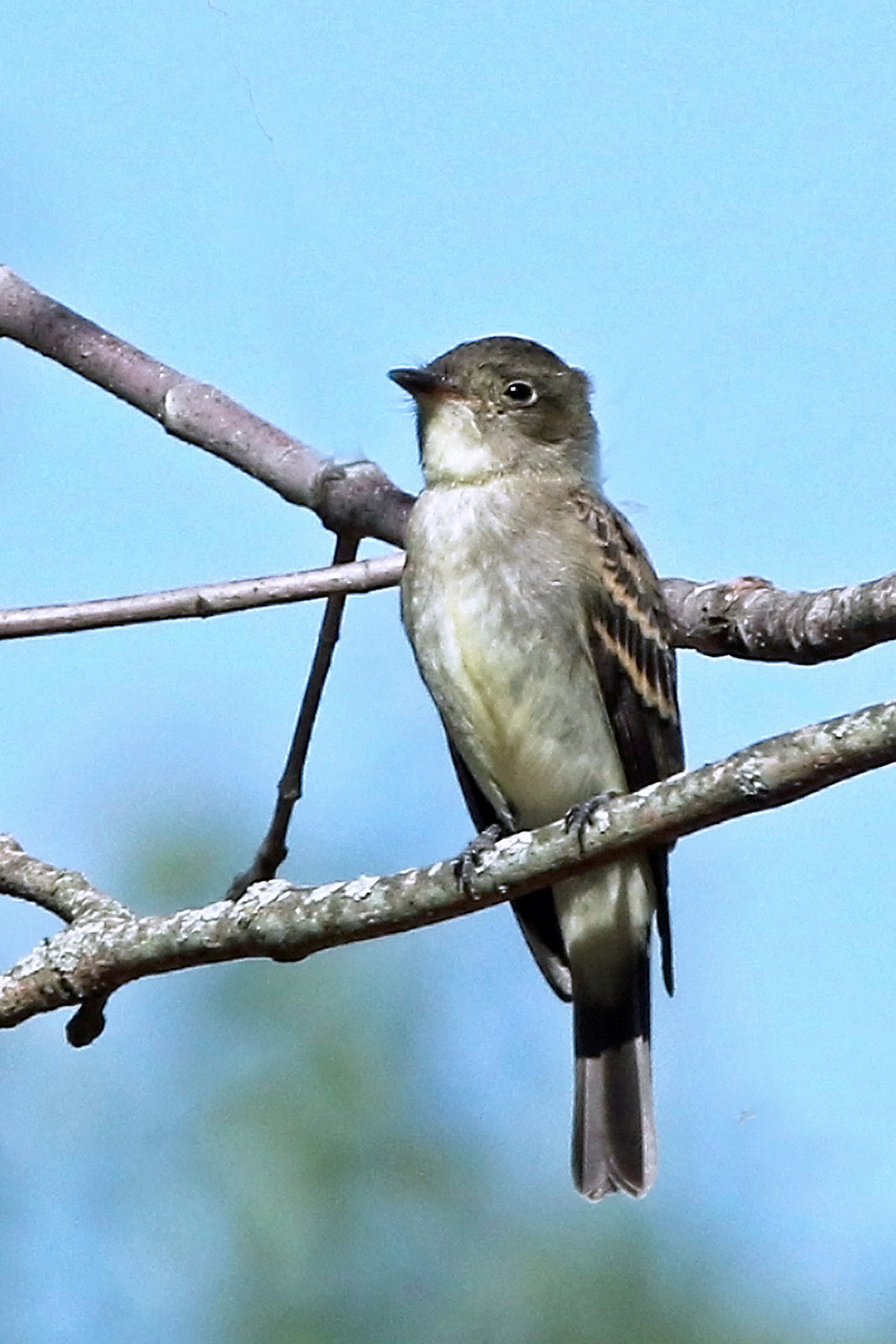 Least Flycatcher