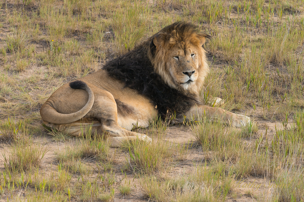 King of the Beasts