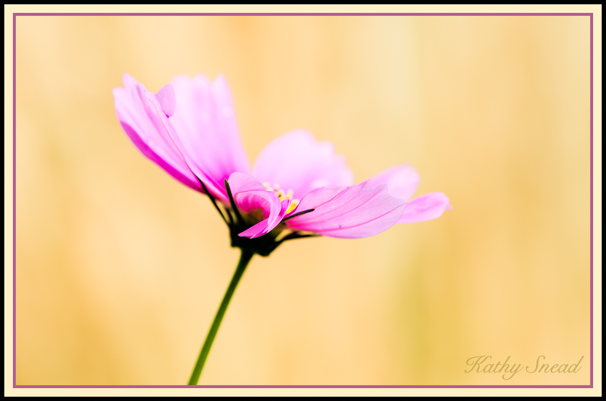 Pink Cosmos & reposts!
