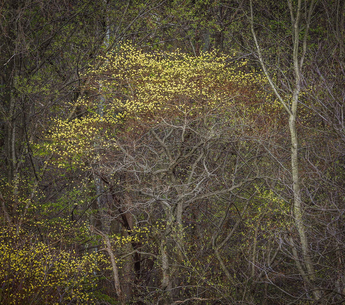 A sprinkling.