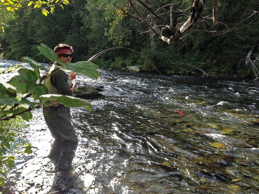 Fly Fishing Sockeyes