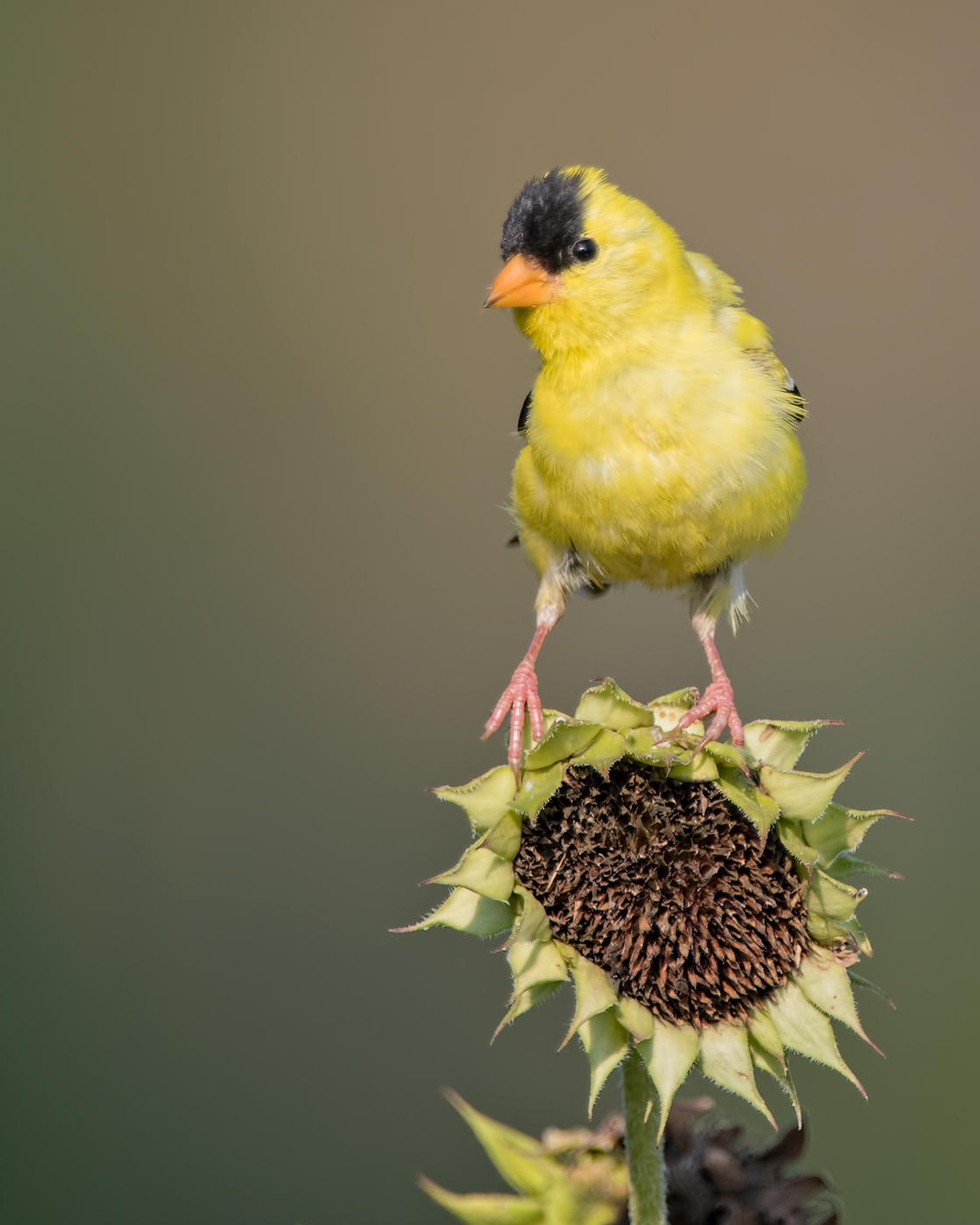 American Goldfinch