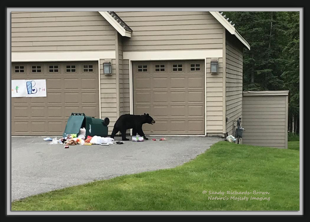Don't Feed the Bears!