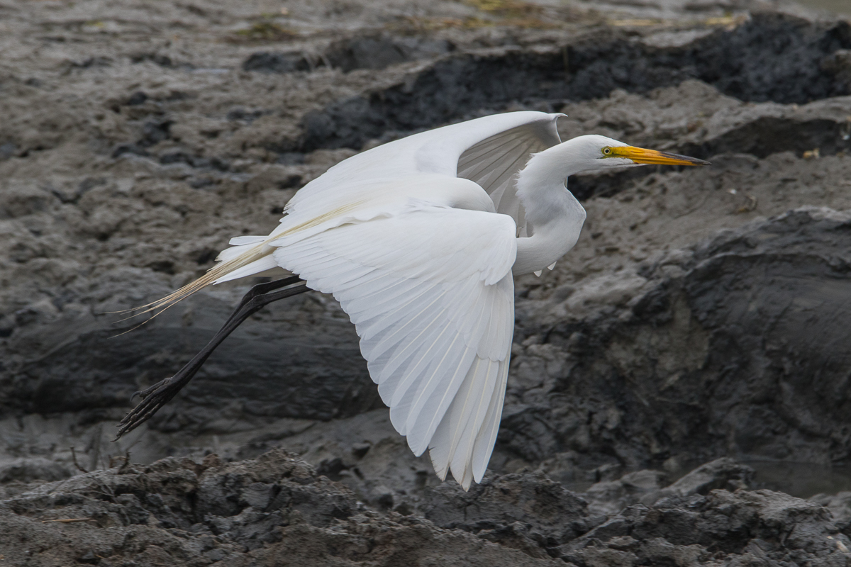 Hunting the lagoon #2