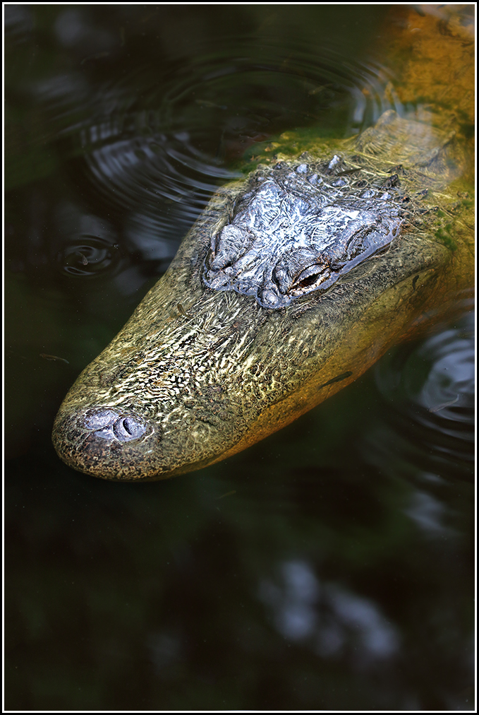 Alligator Portrait