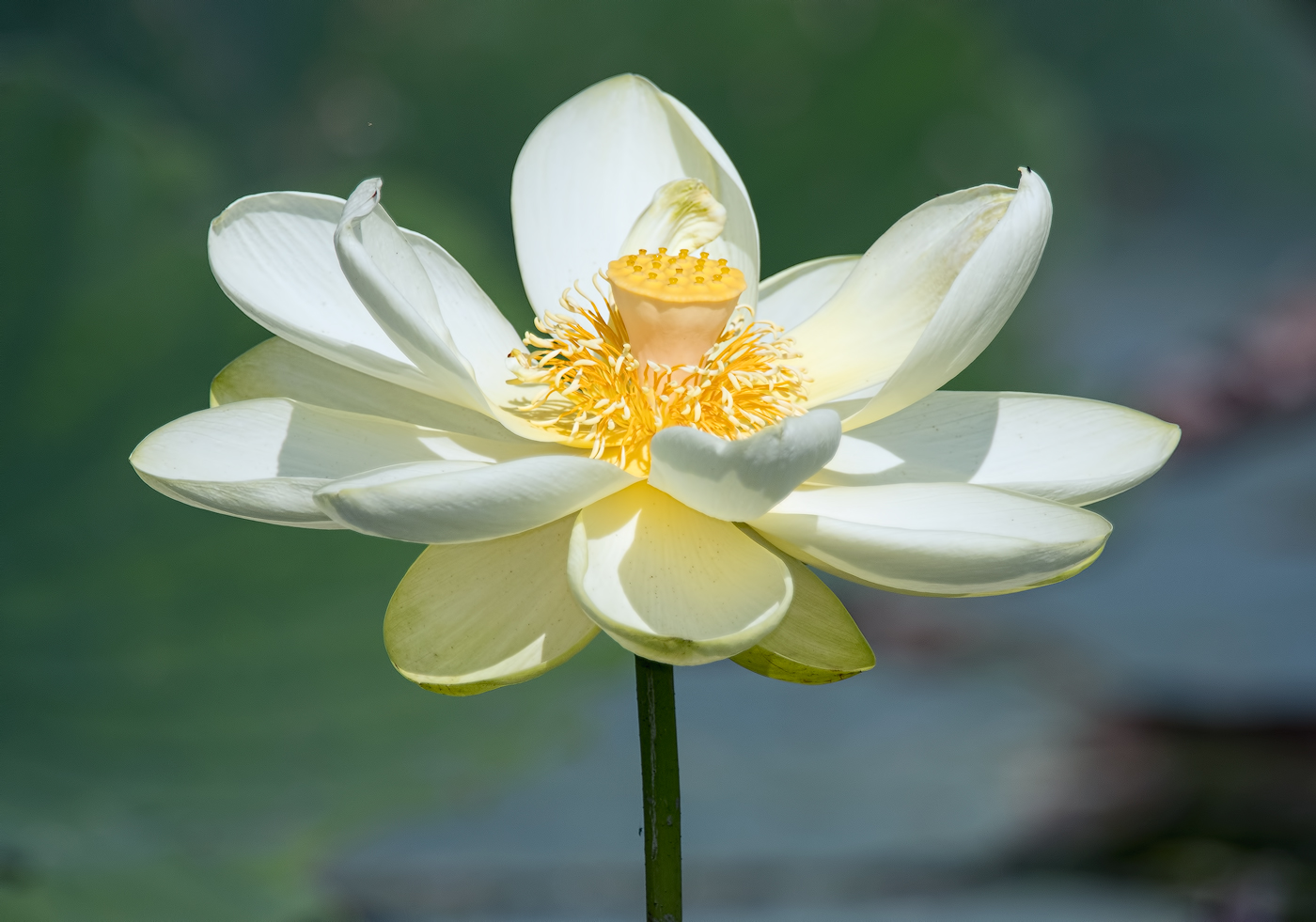American Lotus