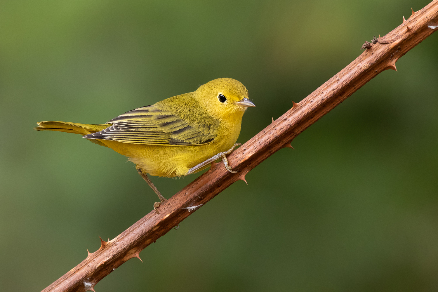 Yellow Warbler