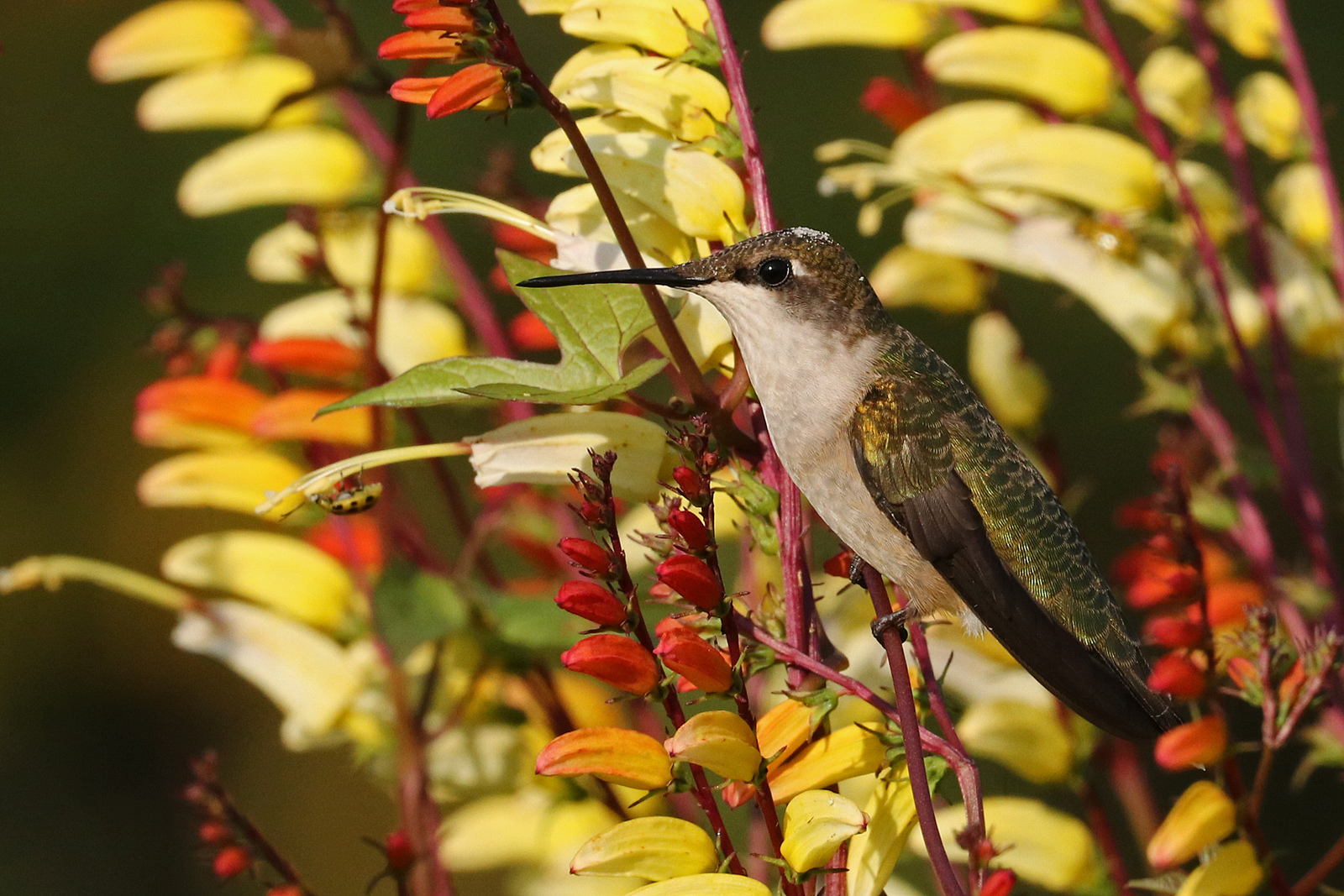 Hummer and friend