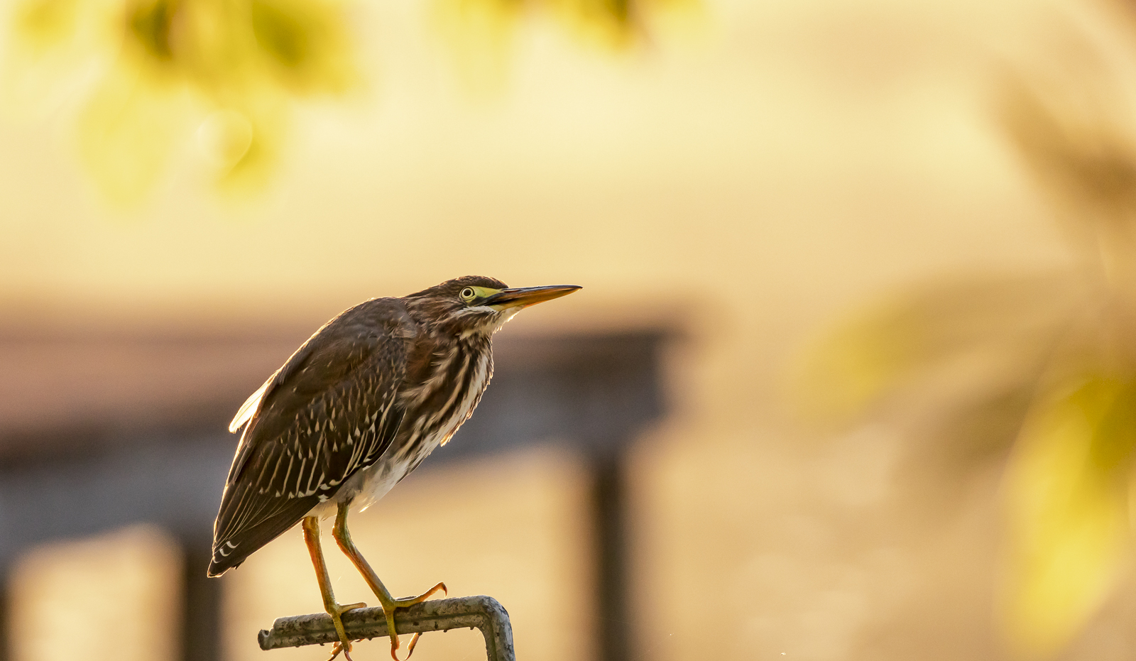 Green Heron at sunrise