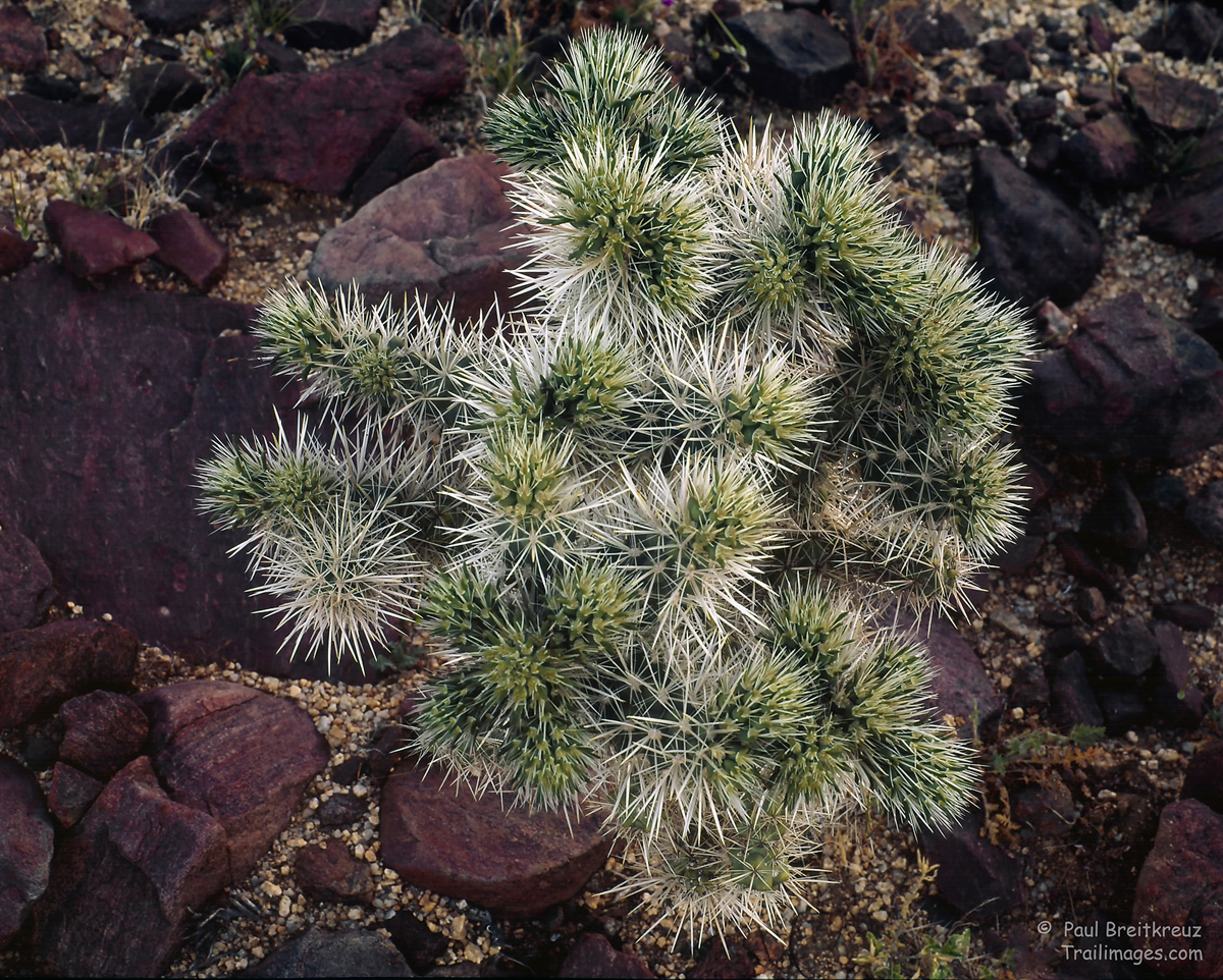 Cholla Highlights
