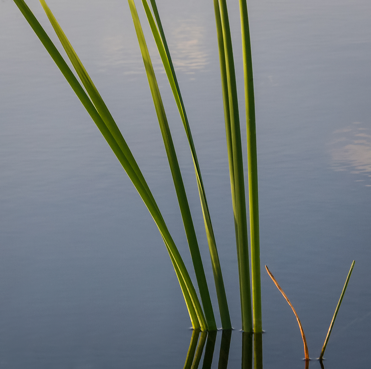 The reed that bends...