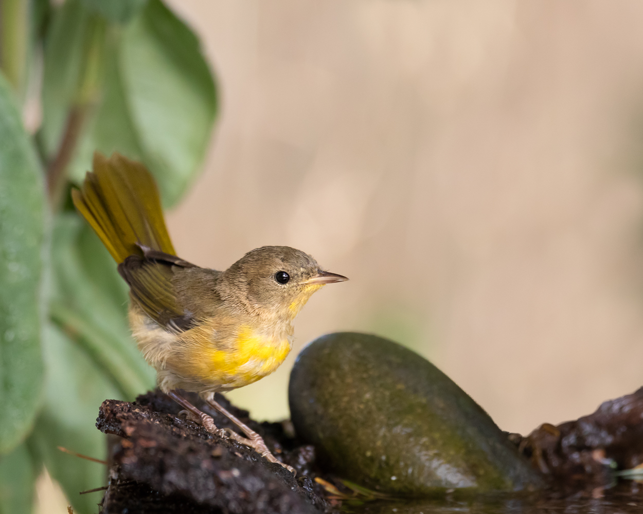 Common Yellowthroat & RP