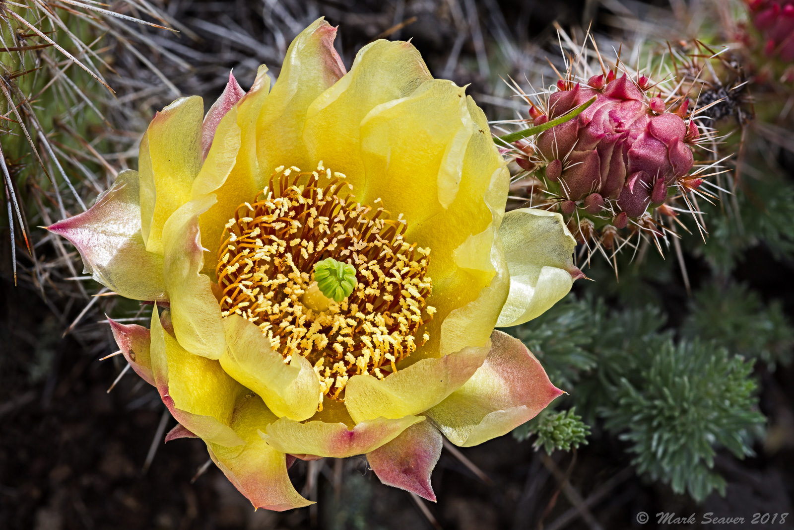 MT Prickly Pair