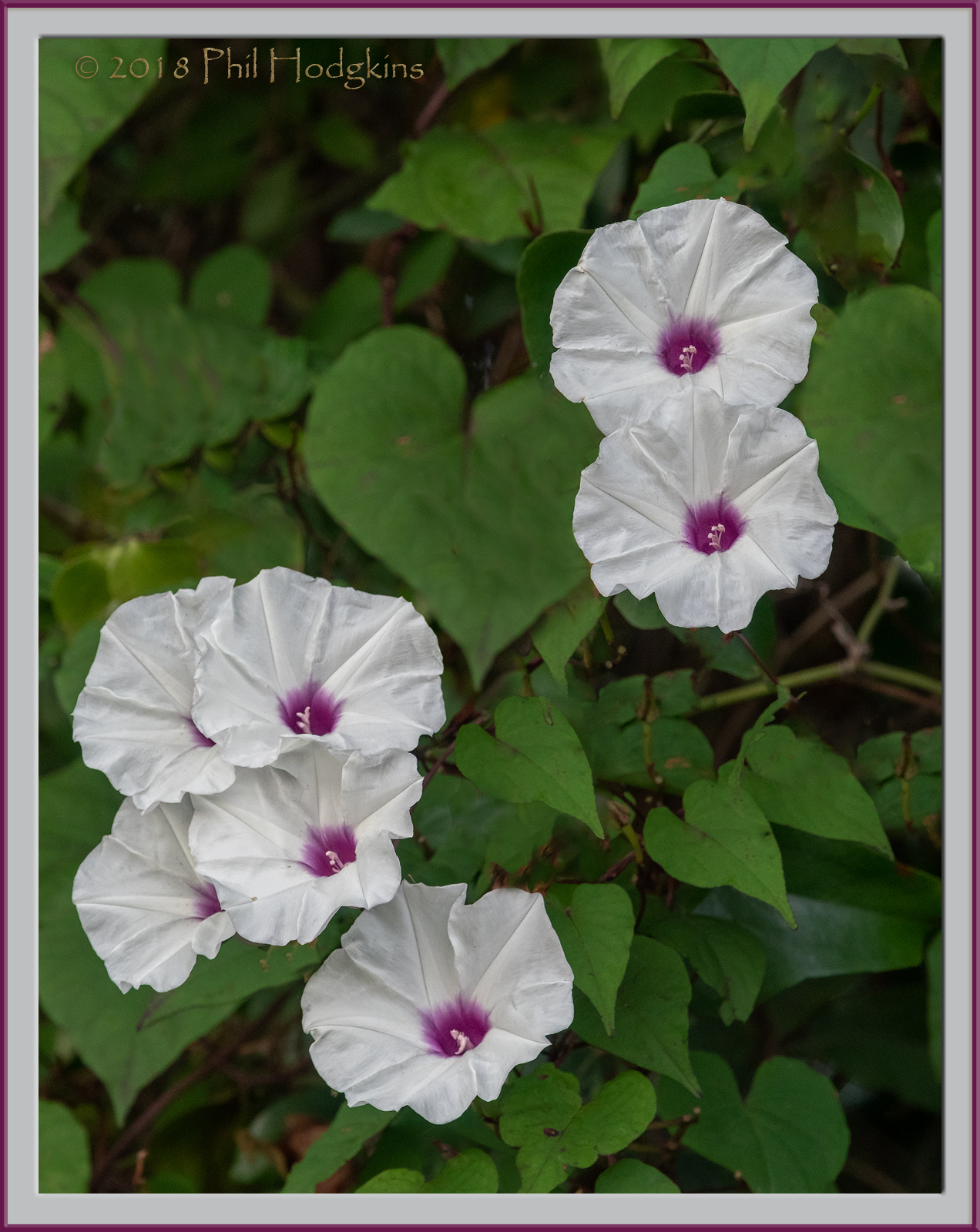 Wild Sweet Potato Vine