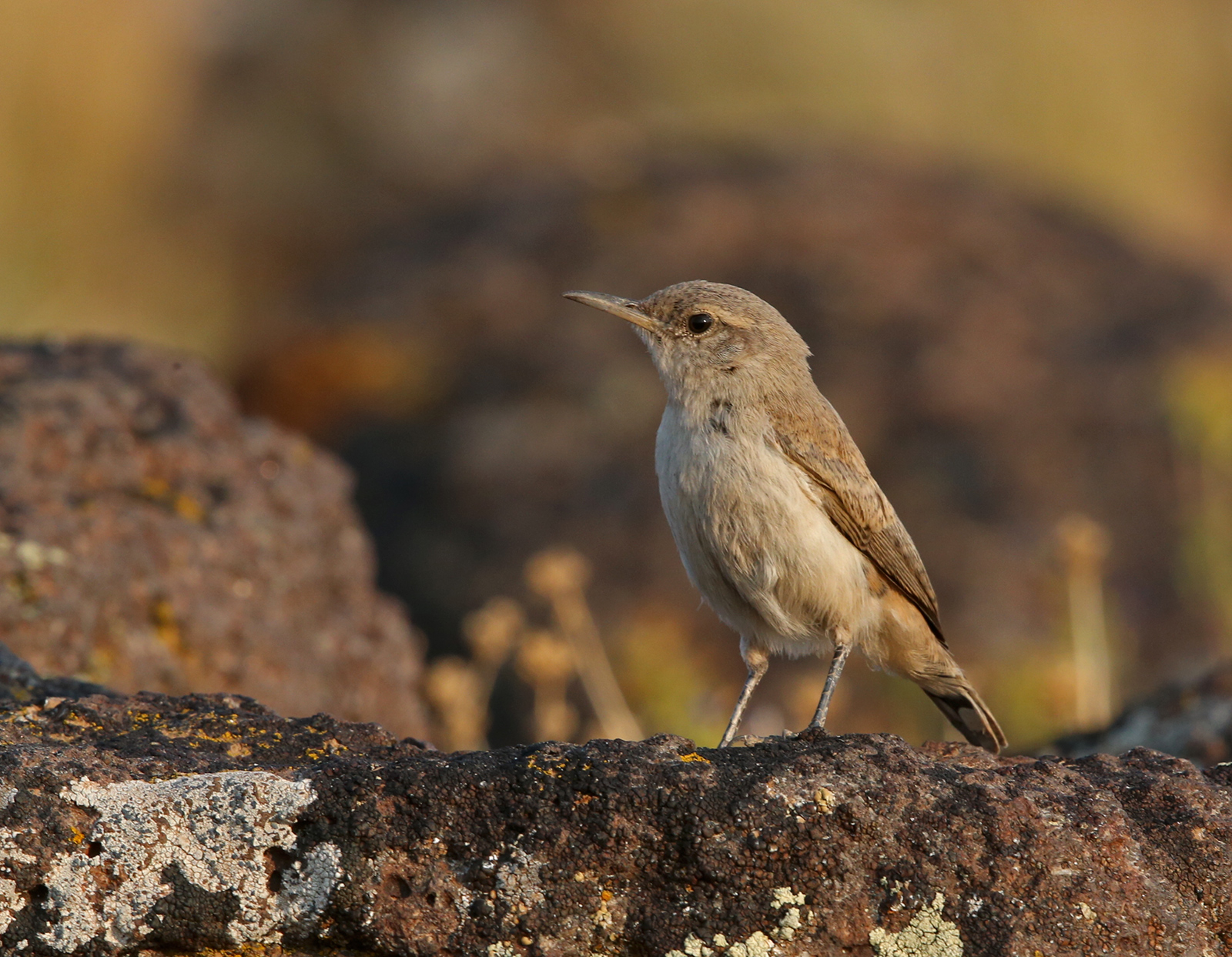Rock Wren